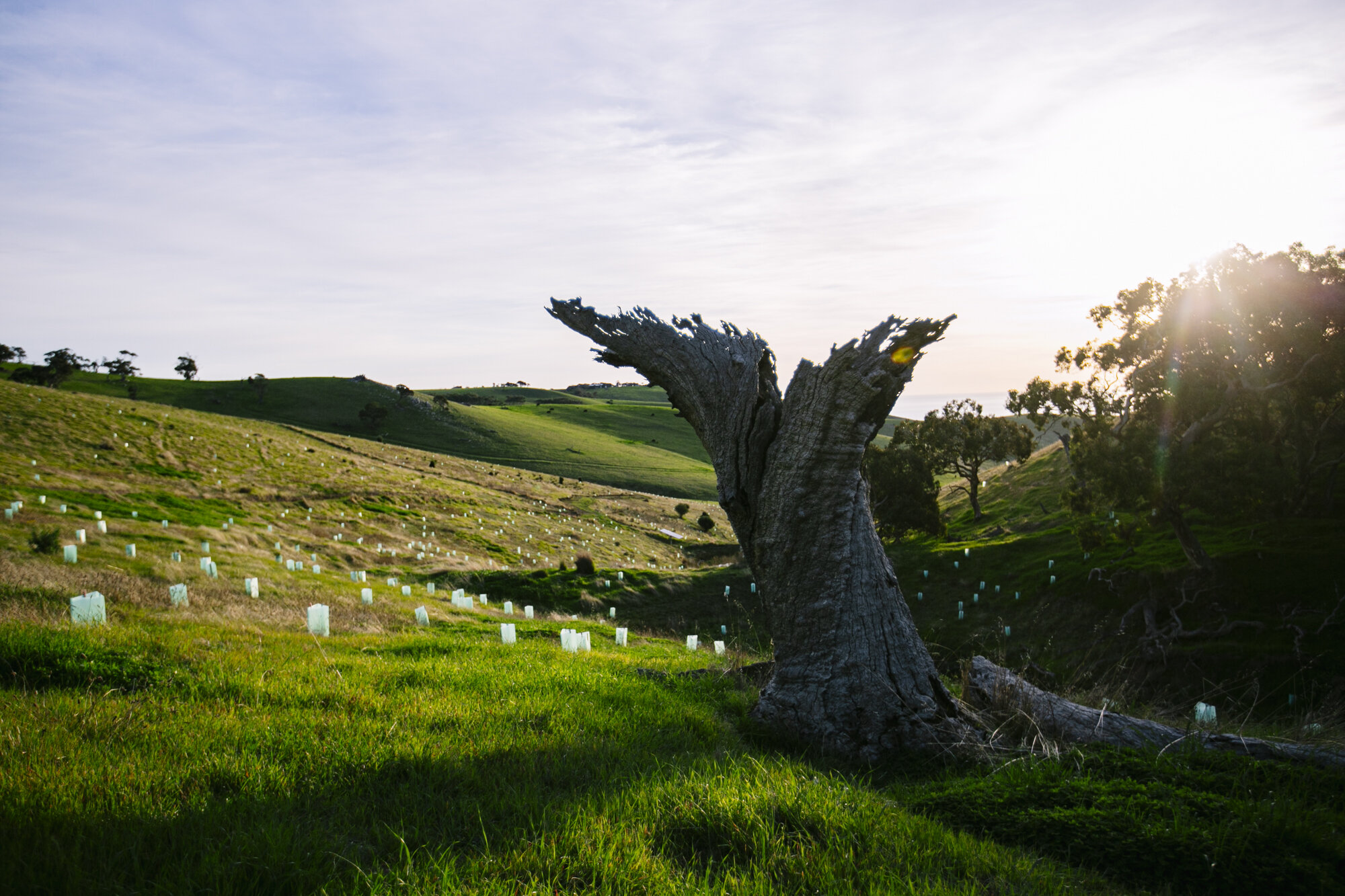 Welcomes Forktree!