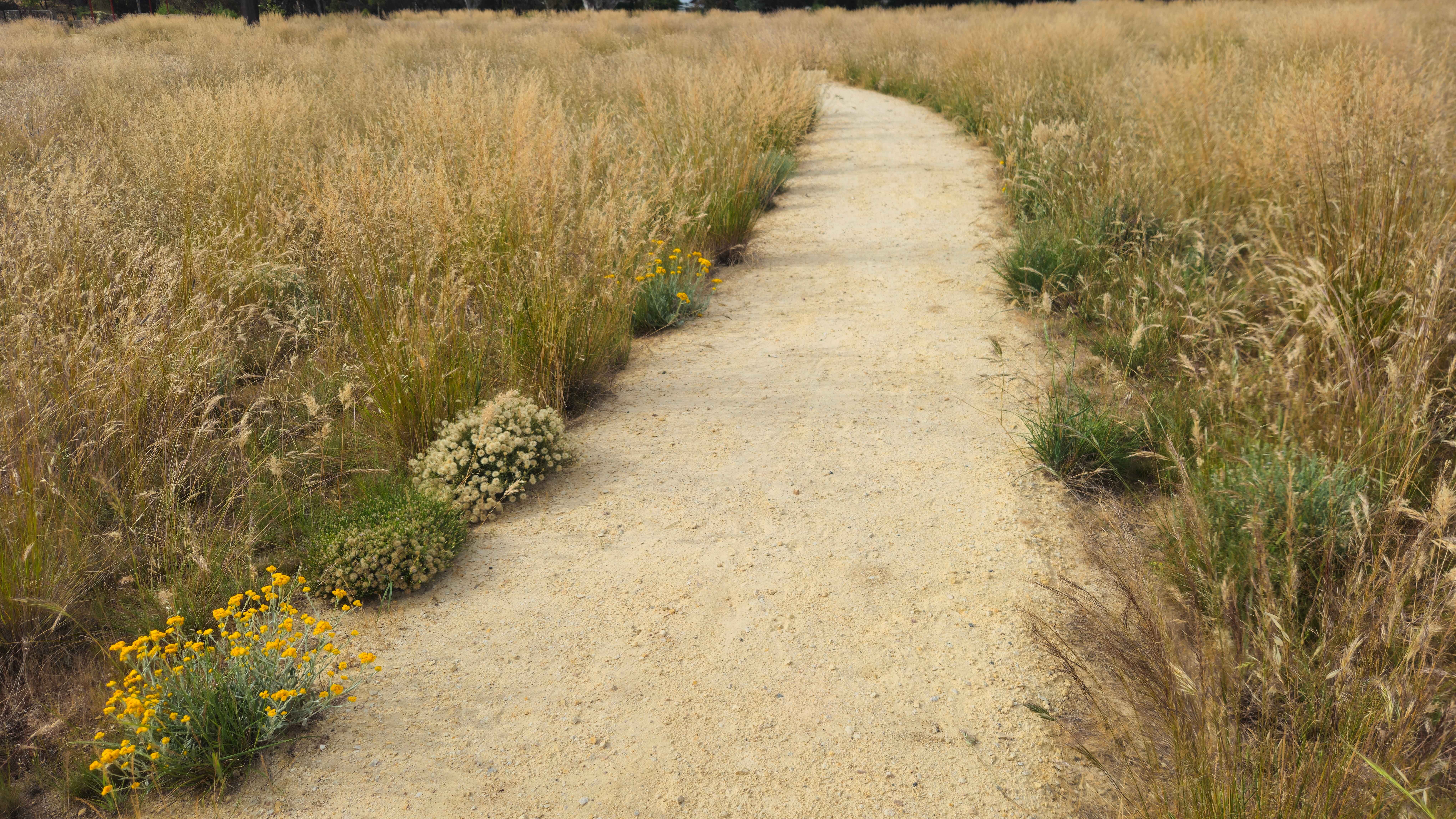 Regenerating Grassland